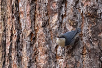 Pygmy Nuthatches