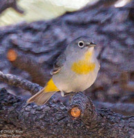 Virginia's Warbler