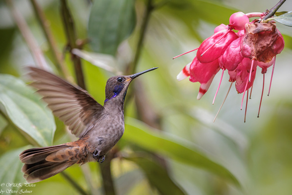 Brown Violetear EM8A3522-Edit