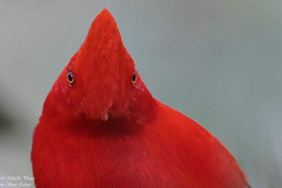 Andean Cock-of-the-rock EM8A5014-Edit-2