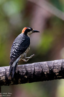 Black-cheeked Woodpecker EM8A5998-Edit