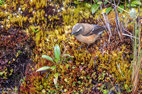 Brown-backed Chat-Tyrant EM8A9186-Edit