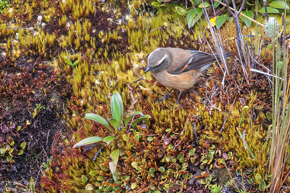 Brown-backed Chat-Tyrant EM8A9186-Edit