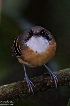 Black-faced Antbird EM8A0748-Edit