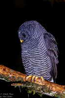 Black-banded Owl EM8A1142-Edit