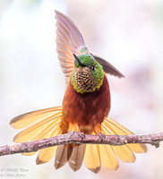 Ecuador Bird Highlights 2023