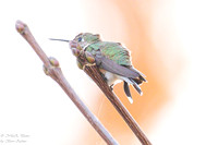 2023 11 08 Broad-tailed Hummingbird. Edited pics