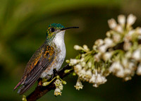 Andean Emerald Hummingbird 2391 5x7x600