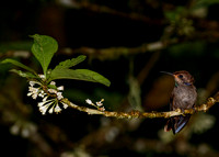 Brown Violetear Hummingbird 2470 5x7x600