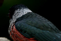 Lewis's Woodpecker, Ballard Nature Center 2019