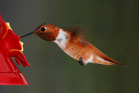 Rufous Hummingbird. El Paso, IL