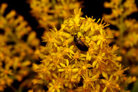 beetle on flower-3890