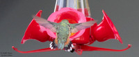 Rufous Hummingbird. Pontiac IL. Spread tail shots. Light edit and DenoiseAI versions