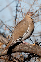 White-winded Dove