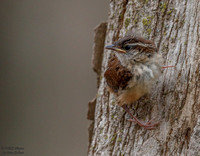 Carolina Wren fledglings