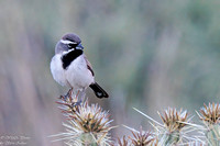 Black-throated Sparrow