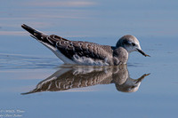 Sabine's Gull