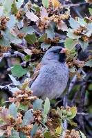 Black-chinned Sparrow