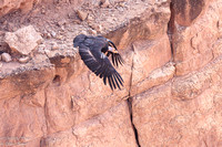 California Condor