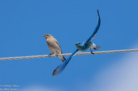 Mountain Bluebird
