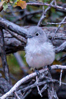 Gray Vireo