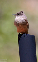 Say's Phoebe